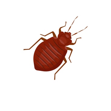 Home Bed Bug Treatments bedbugs pluskwa
