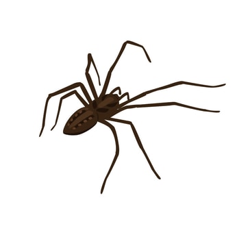 Home Spider Treatments
