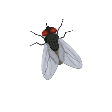 Home Flying Insect Killers