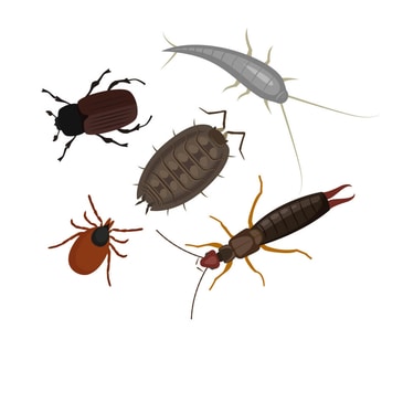 Insect Silverfish, Woodlice, Mites, Earwig Killers